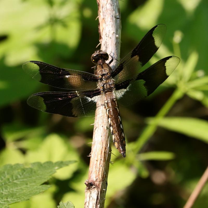 Photo of Common Whitetail
