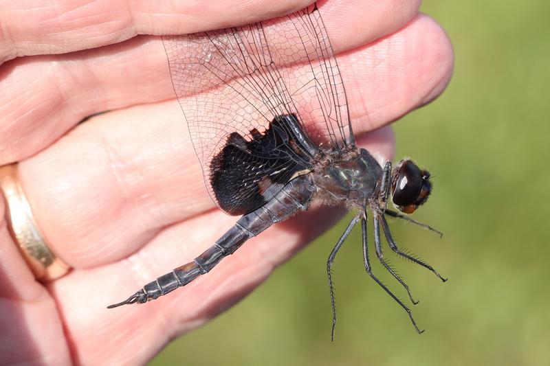 Photo of Black Saddlebags