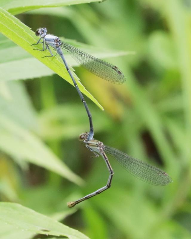 Photo of Powdered Dancer