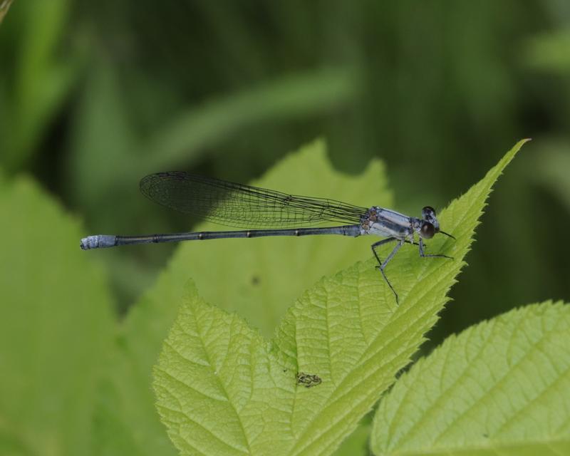 Photo of Powdered Dancer