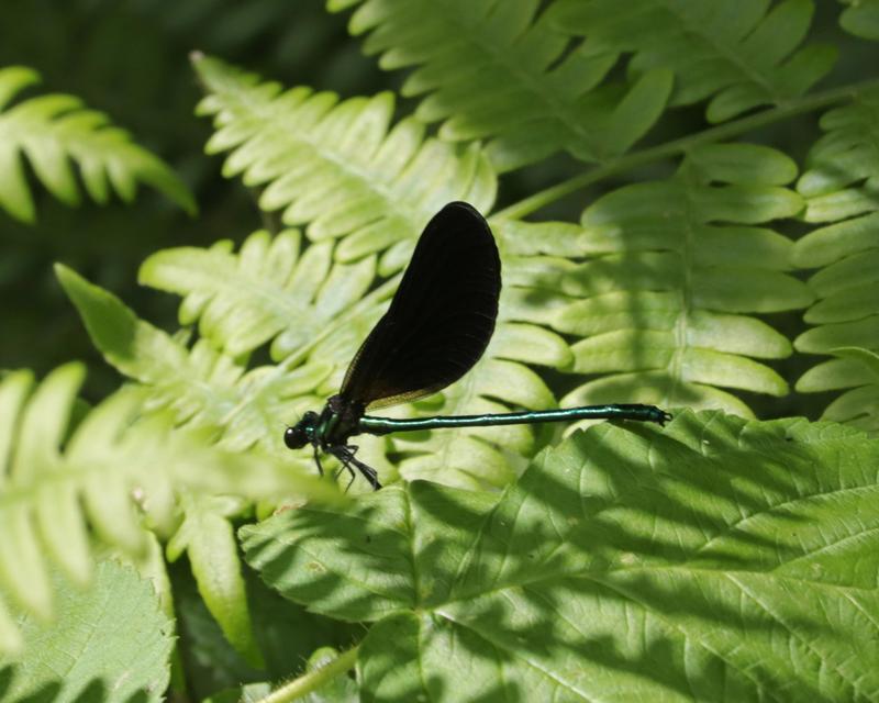 Photo of Ebony Jewelwing