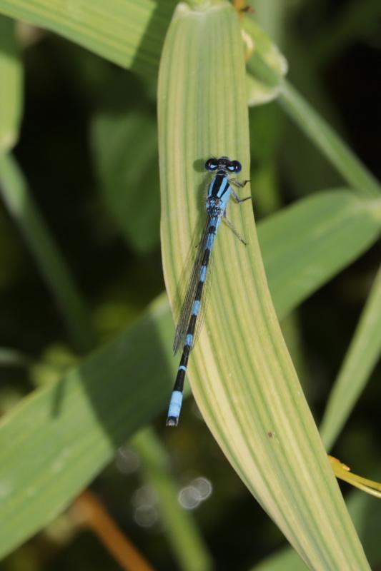 Photo of Tule Bluet