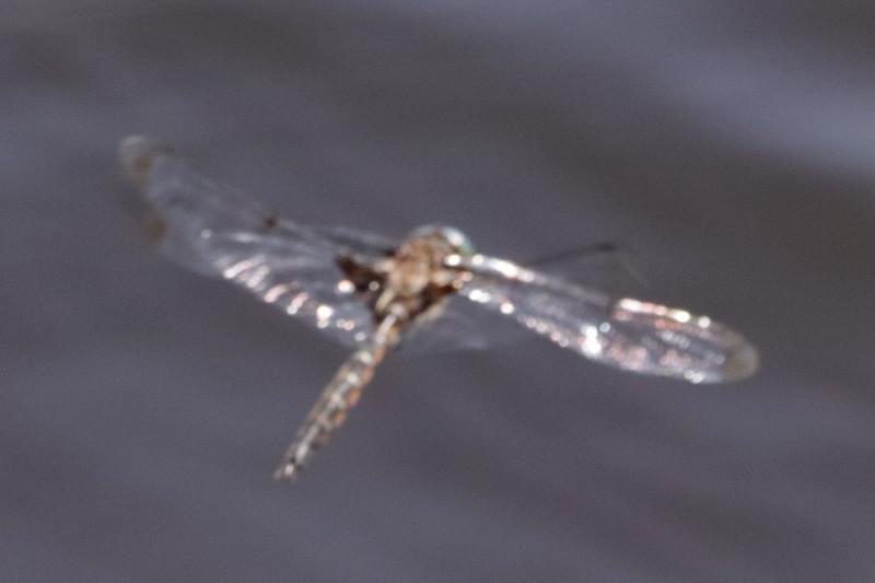 Photo of Prince Baskettail