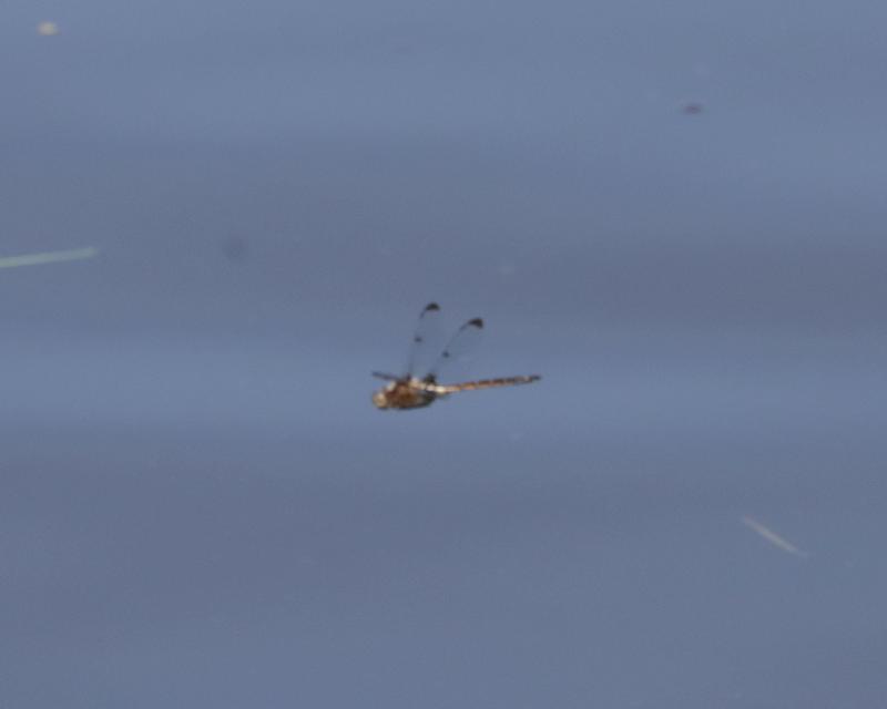 Photo of Prince Baskettail