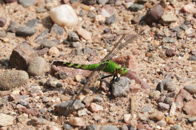 Photo of Eastern Pondhawk