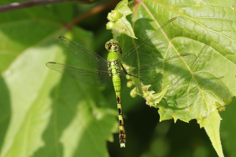 Photo of Eastern Pondhawk