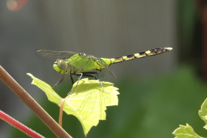 Photo of Eastern Pondhawk
