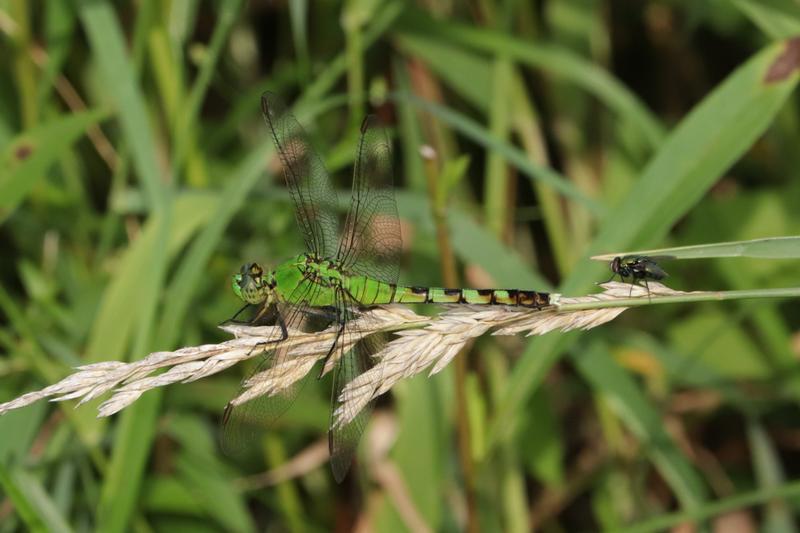 Photo of Eastern Pondhawk