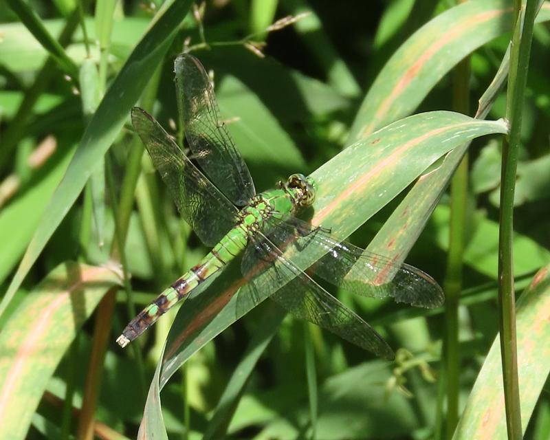 Photo of Eastern Pondhawk