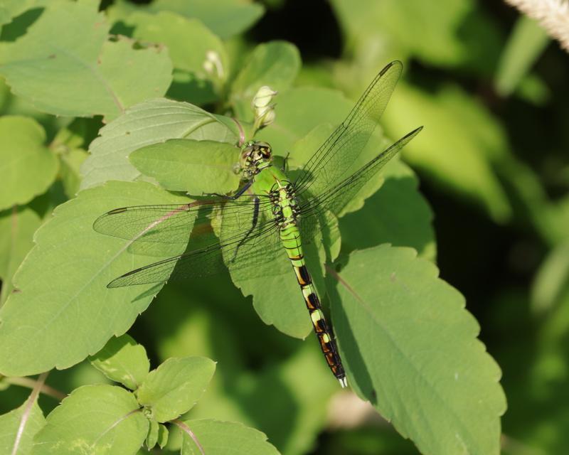 Photo of Eastern Pondhawk