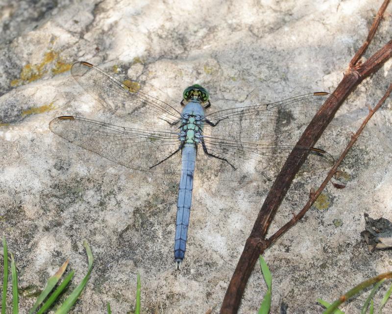 Photo of Eastern Pondhawk