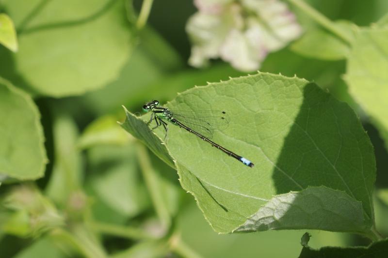 Photo of Eastern Forktail