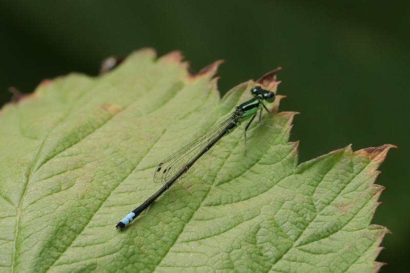 Photo of Eastern Forktail
