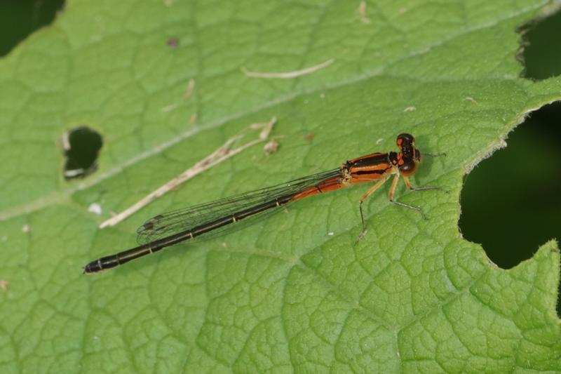 Photo of Eastern Forktail
