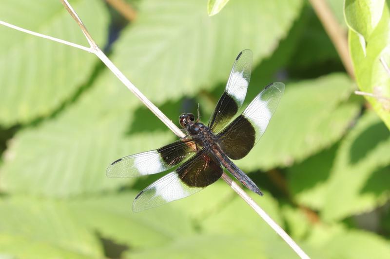 Photo of Widow Skimmer