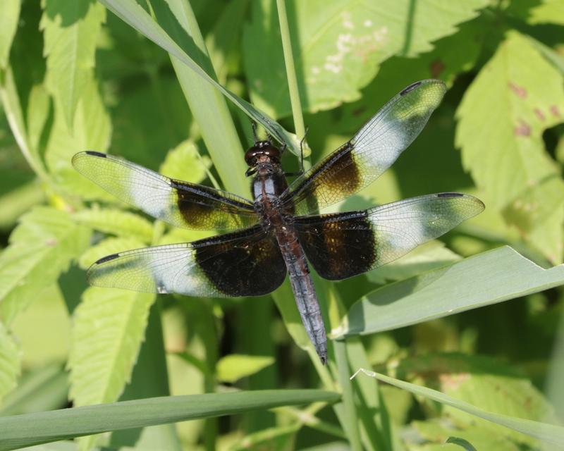Photo of Widow Skimmer