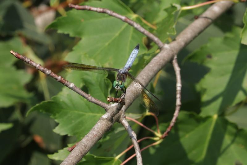 Photo of Blue Dasher