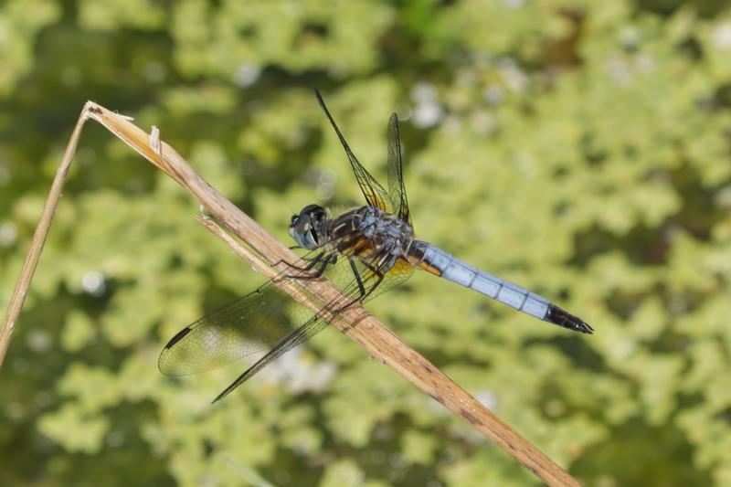 Photo of Blue Dasher