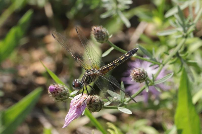 Photo of Blue Dasher