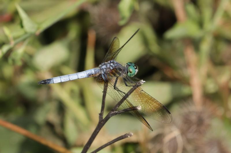Photo of Blue Dasher