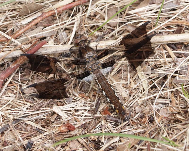 Photo of Common Whitetail