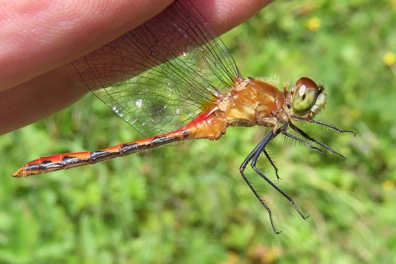 Photo of White-faced Meadowhawk
