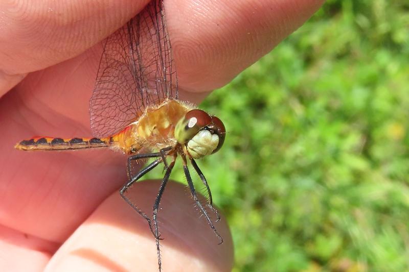 Photo of White-faced Meadowhawk