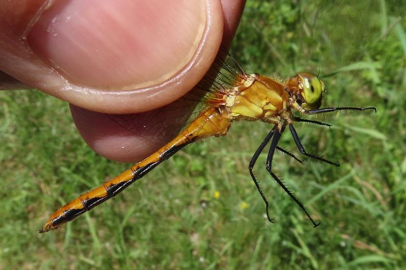 Photo of White-faced Meadowhawk