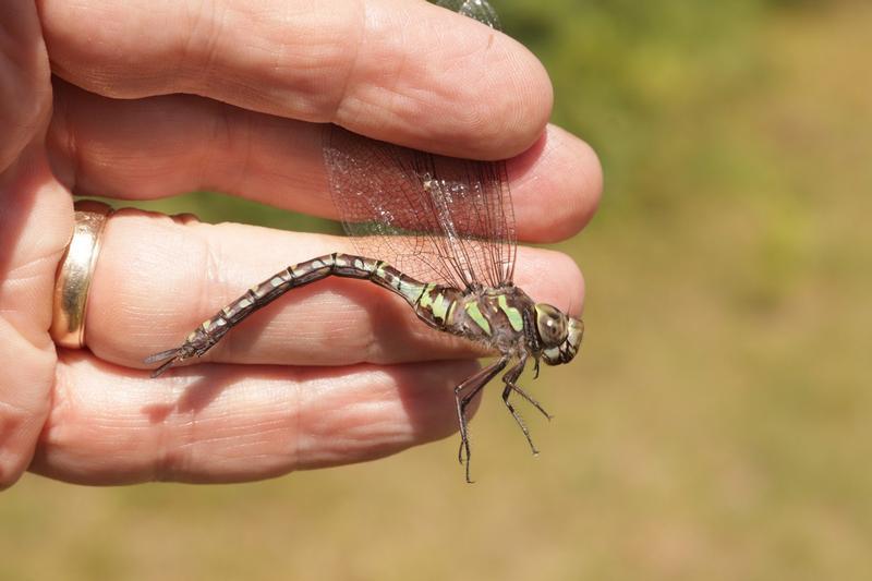 Photo of Canada Darner