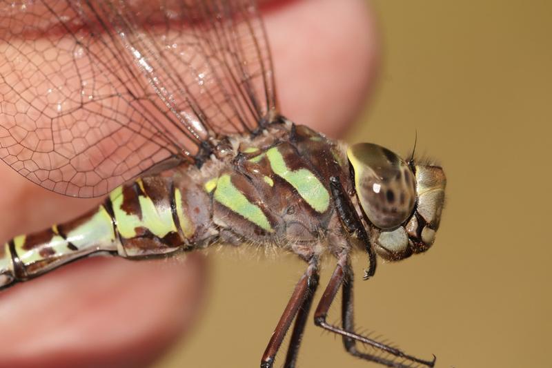 Photo of Canada Darner