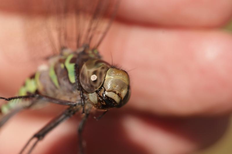 Photo of Canada Darner