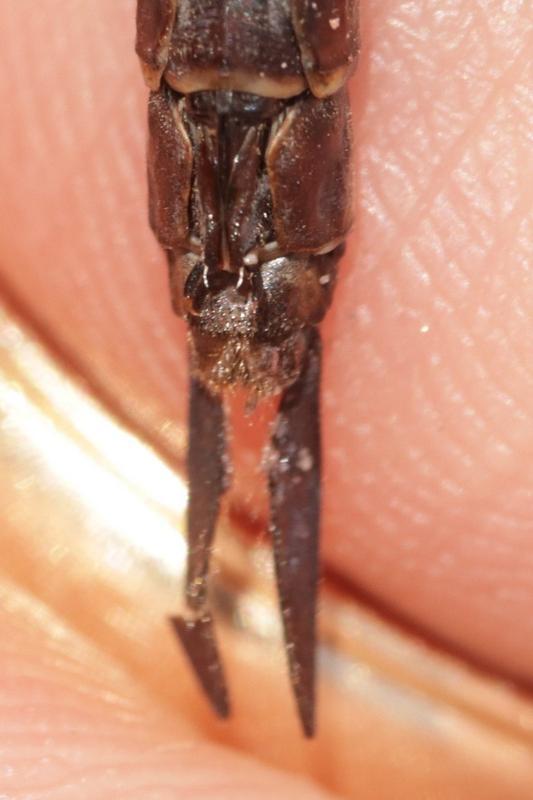 Photo of Canada Darner