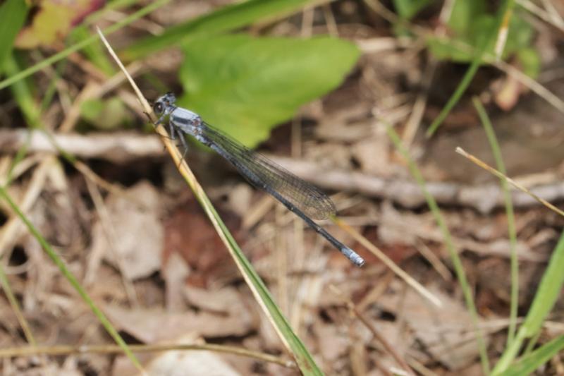 Photo of Powdered Dancer
