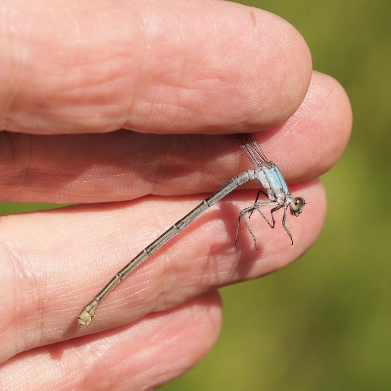 Photo of Powdered Dancer