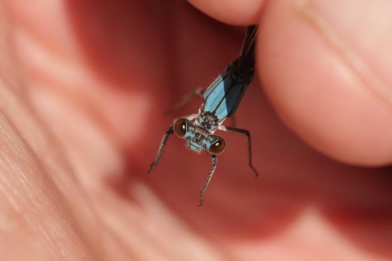 Photo of Powdered Dancer