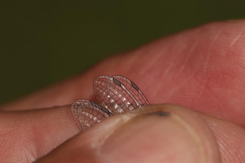 Photo of Powdered Dancer