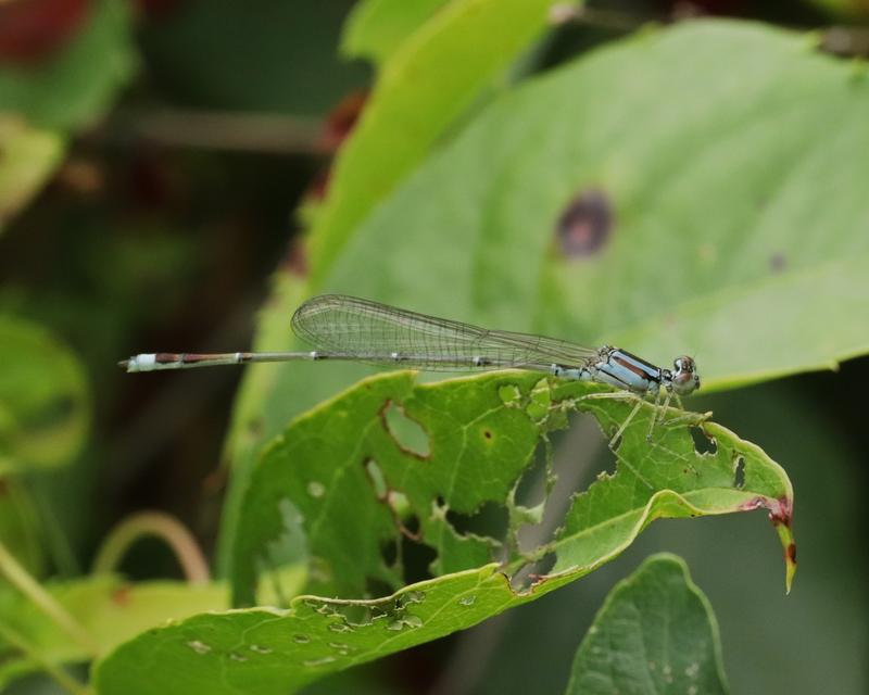 Photo of Orange Bluet