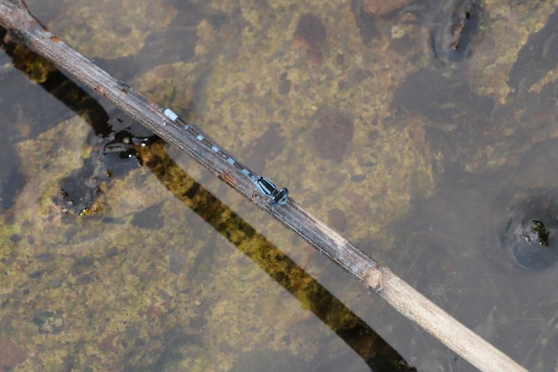 Photo of Tule Bluet