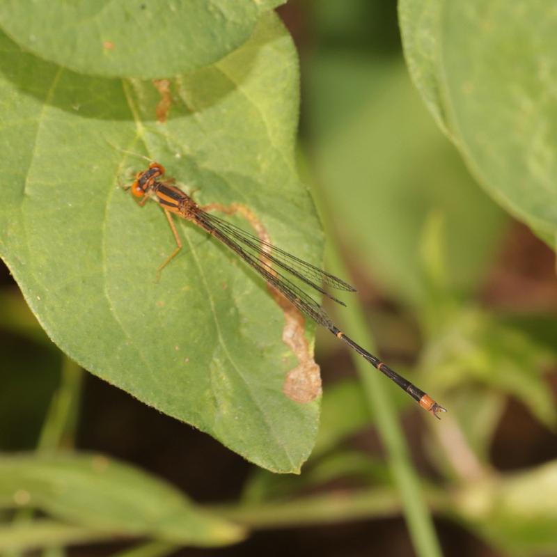 Photo of Orange Bluet