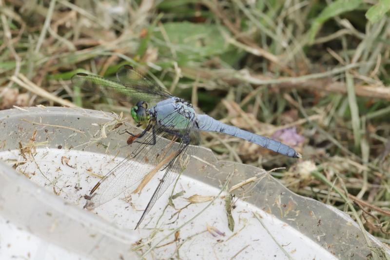 Photo of Eastern Pondhawk