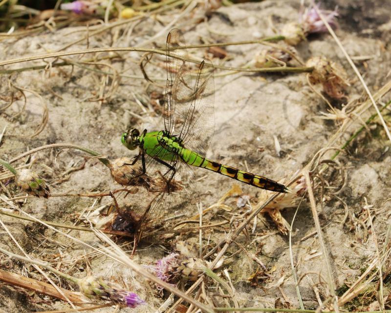 Photo of Eastern Pondhawk