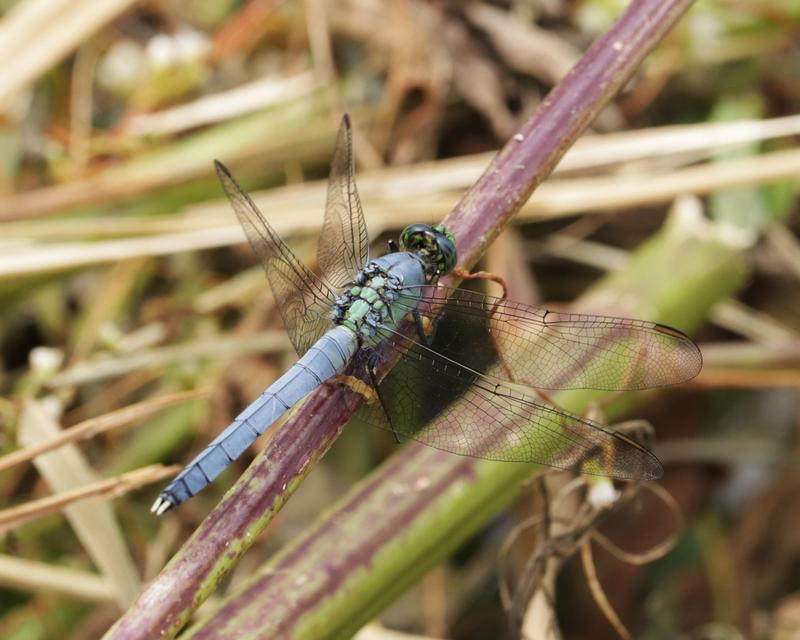 Photo of Eastern Pondhawk