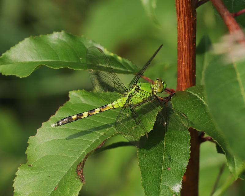 Photo of Eastern Pondhawk