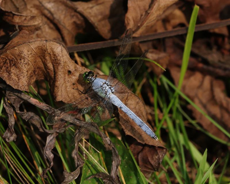 Photo of Eastern Pondhawk