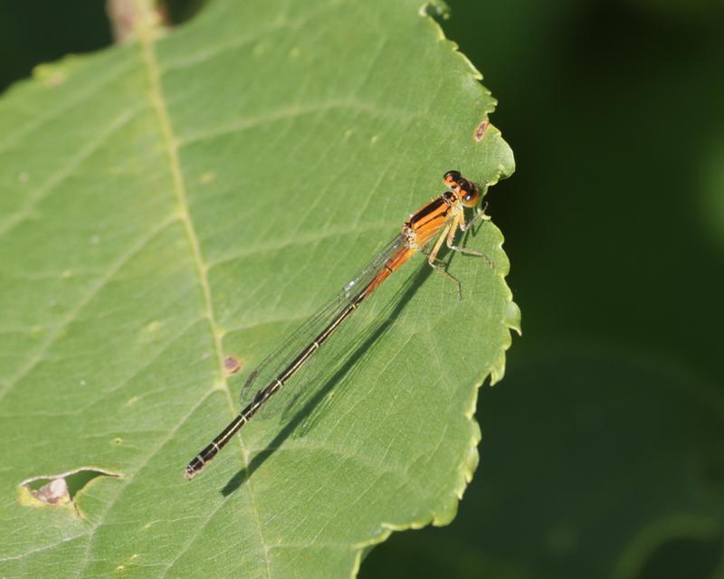 Photo of Eastern Forktail