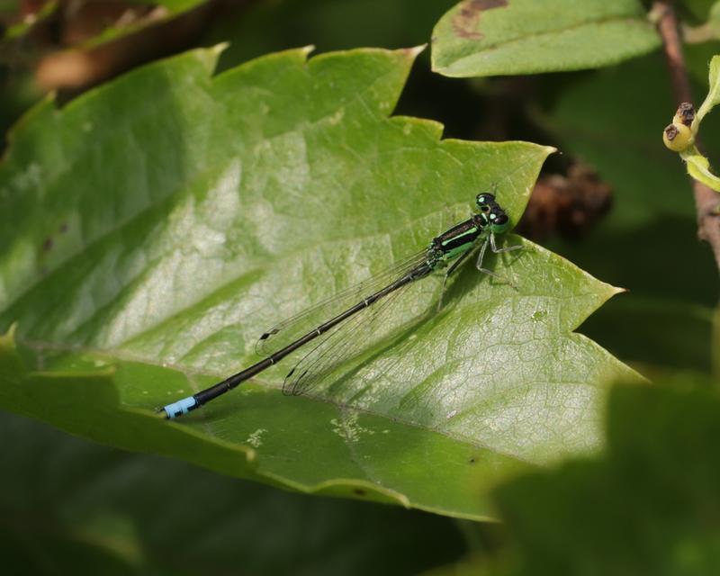Photo of Eastern Forktail