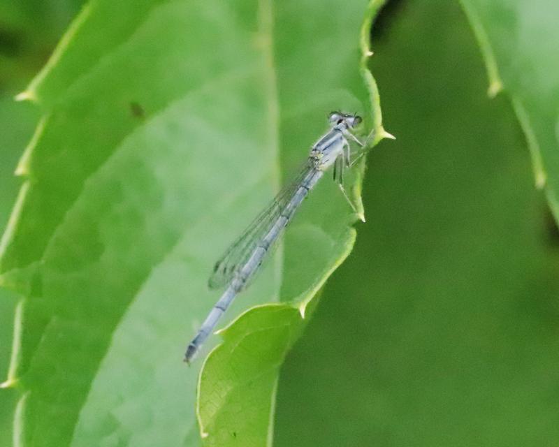 Photo of Eastern Forktail