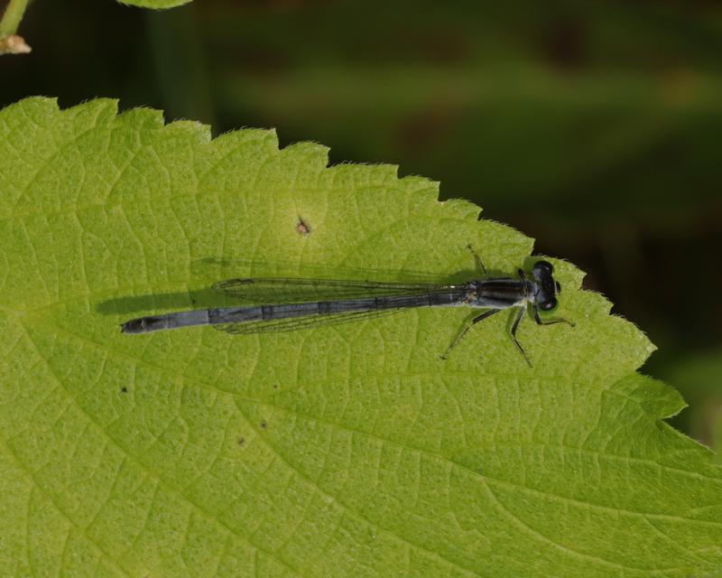 Photo of Eastern Forktail