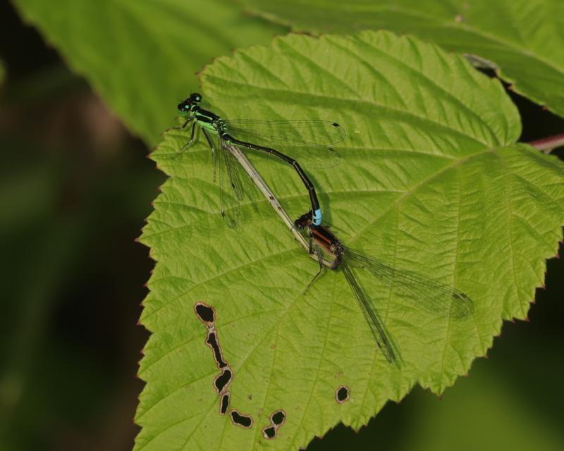 Photo of Eastern Forktail