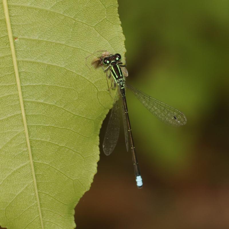 Photo of Eastern Forktail